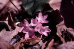 Epigaea Repens